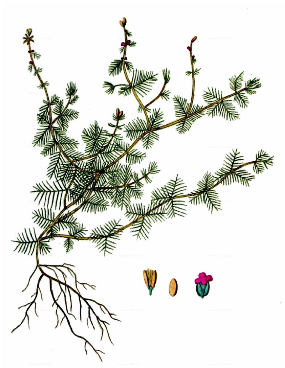 Myriophyllum alterniflorum
