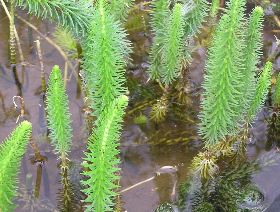 Уруть колосистая (Myriophyllum spicatum),