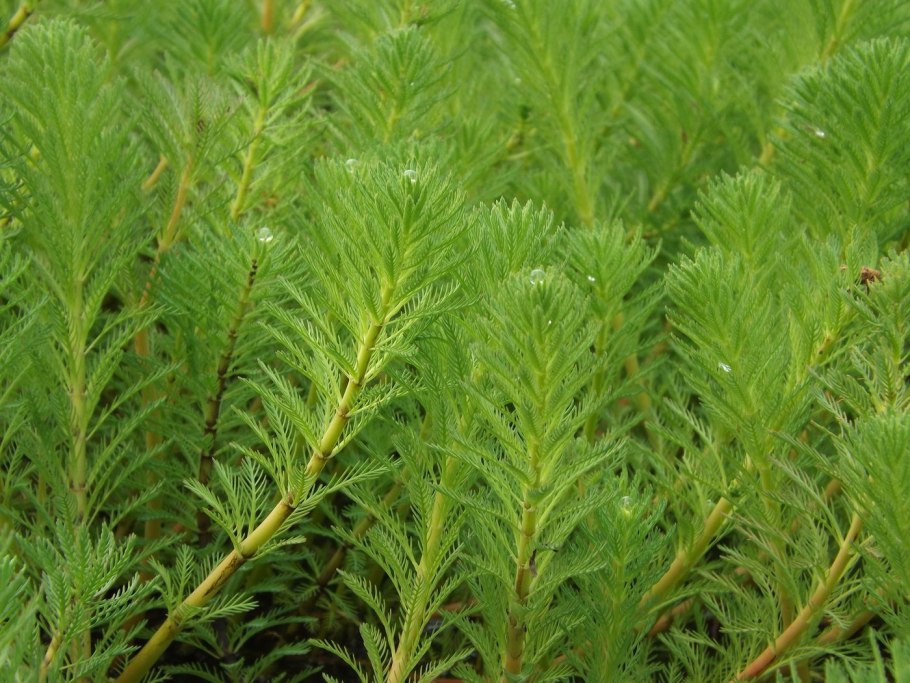 Уруть колосистая (Myriophyllum spicatum),