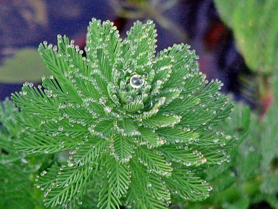 Уруть (Myriophyllum)