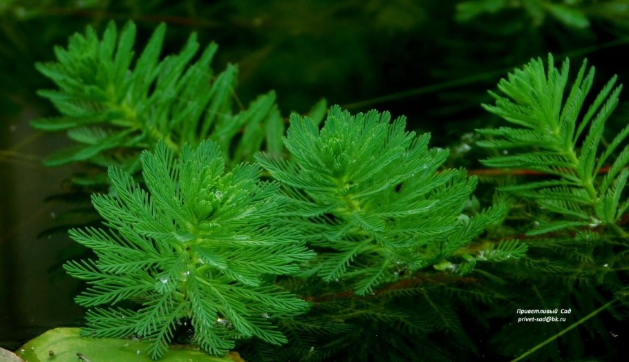 Уруть колосистая (Myriophyllum spicatum),
