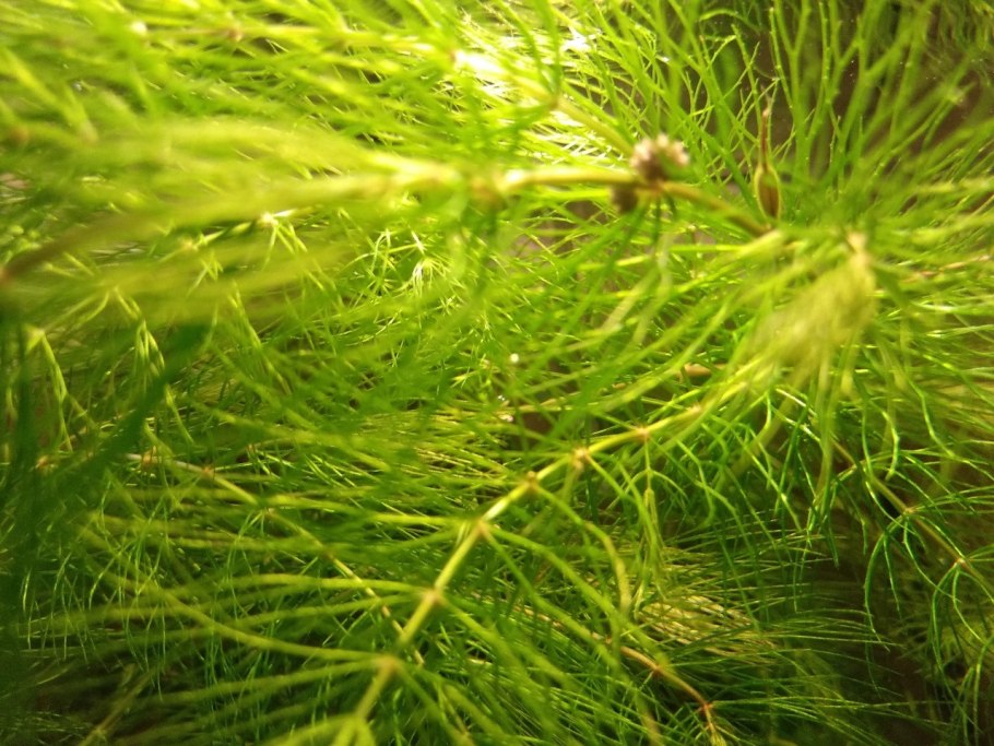 Уруть мутовчатая (Myriophyllum verticillatum)