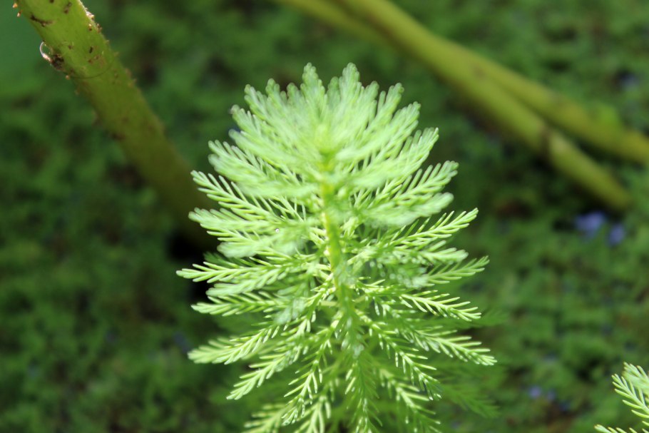 Уруть колосистая (Myriophyllum spicatum),