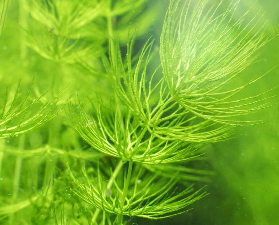 Уруть мутовчатая - Myriophýllum verticillátum