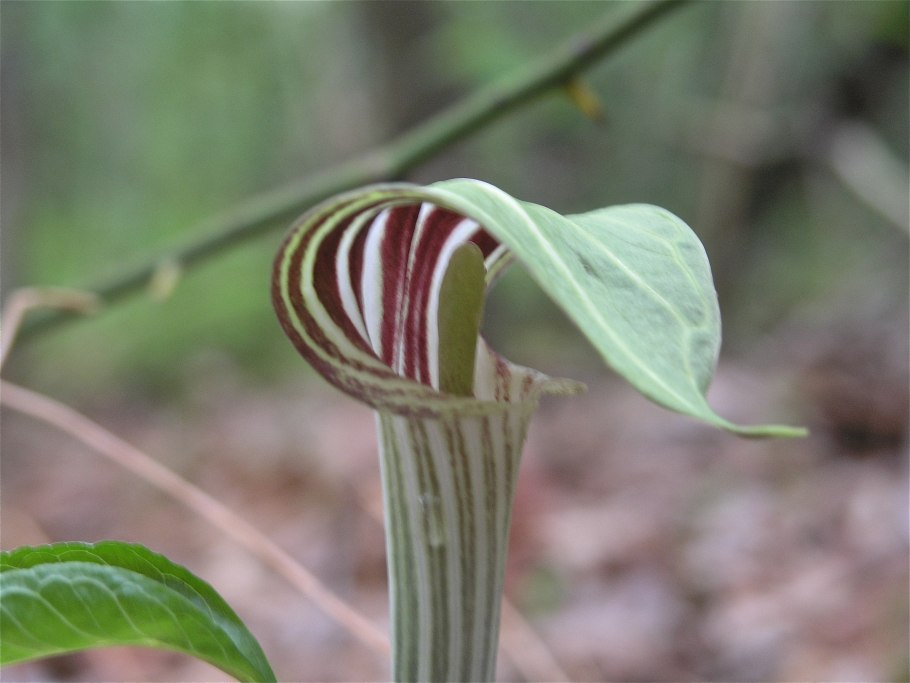 Аризема Arisaema sikokianum