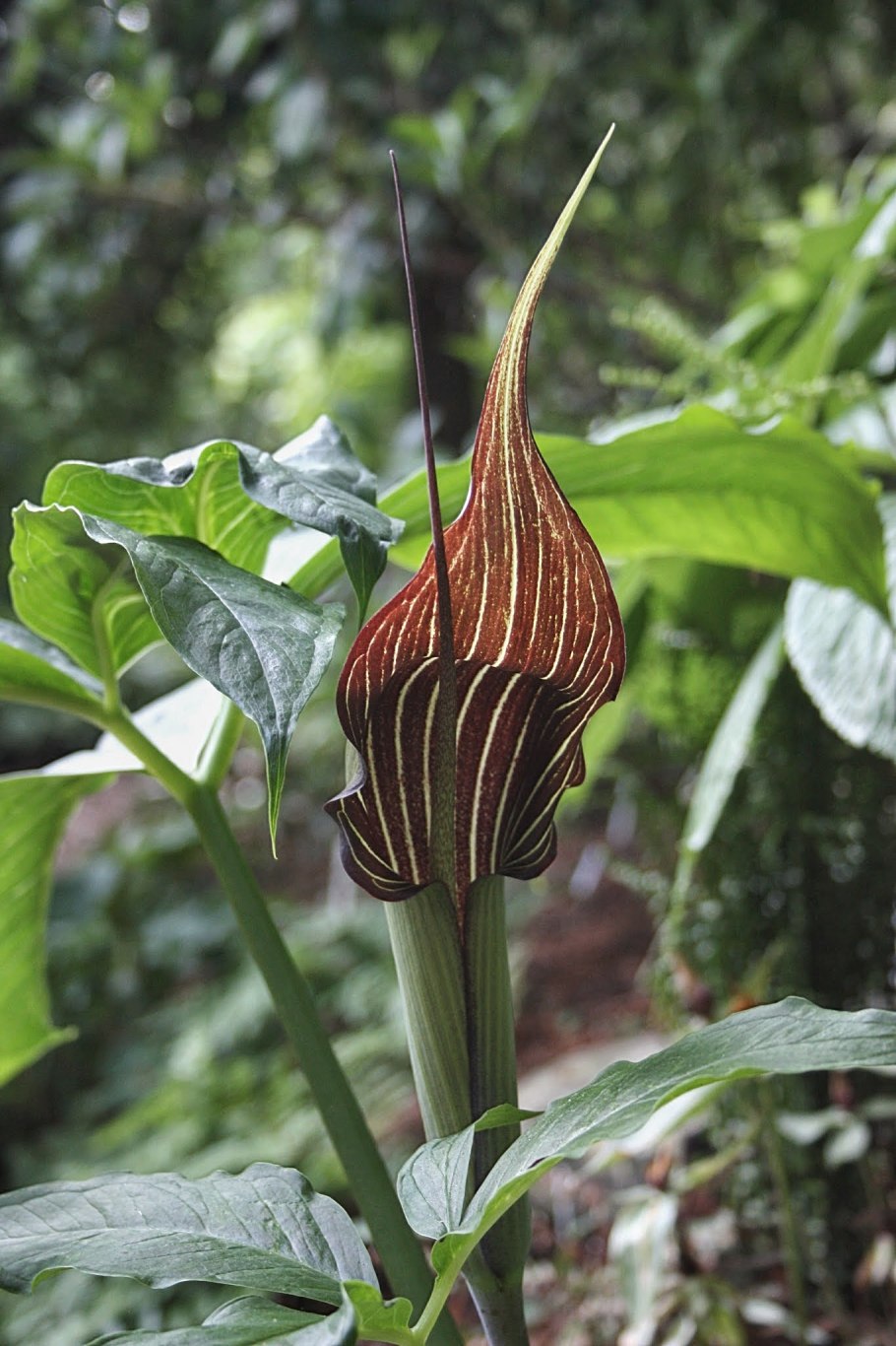 Arisaema flavum