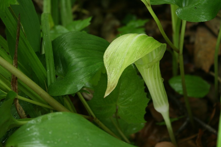 Аризема трехлистная triphyllum