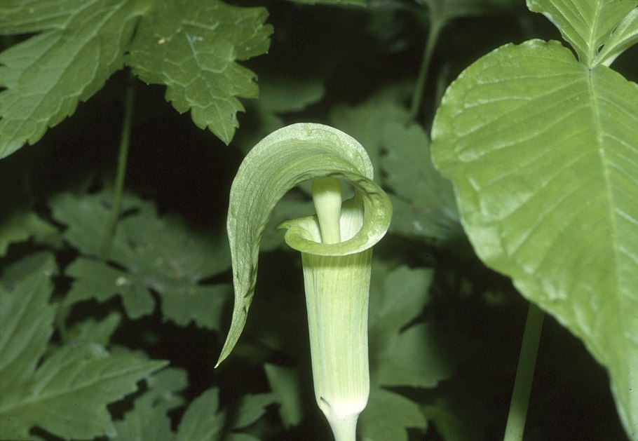 Arisaema japonicum