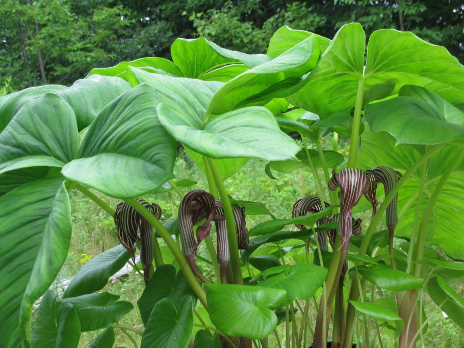 Аризема трехлистная Arisaema triphyllum