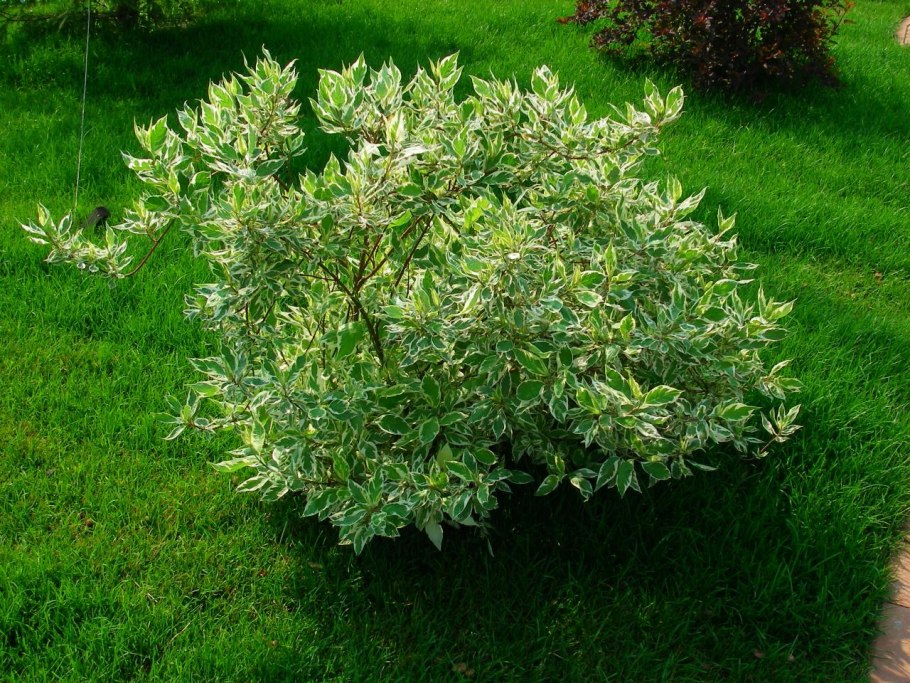 Дерен Корнус Альба Ауреа