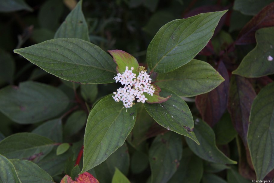 Дерен Свидина кустарник