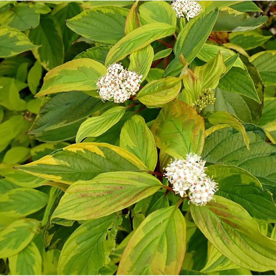 Дерен Элегантиссима