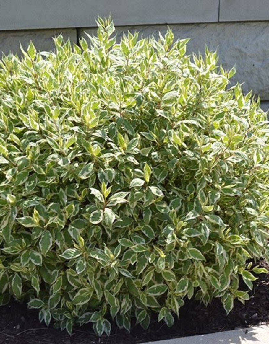 Дерен белый 'elegantissima'