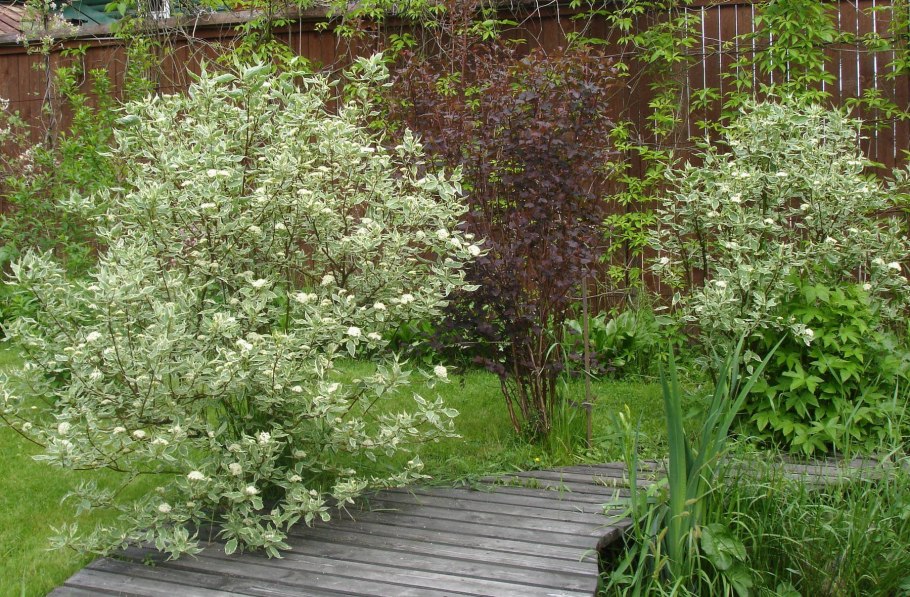 Дерен Cornus Alba sibirica
