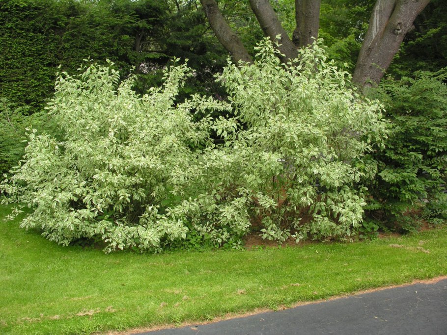 Дерен белый Элегантиссима Cornus Alba elegantissima