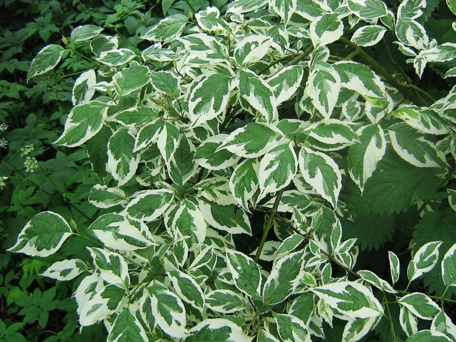 Cornus Alba 'Aurea'