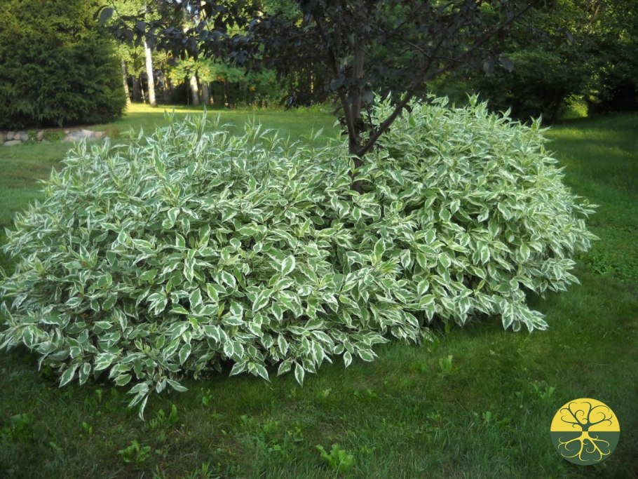 Дерен Элегантиссима