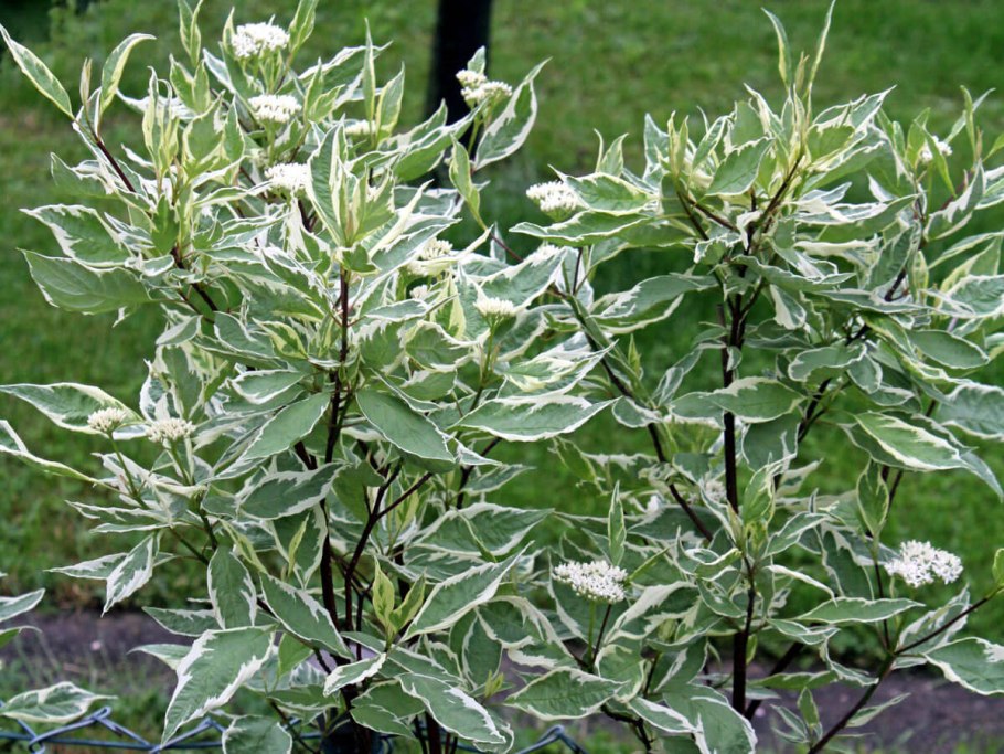 Дерен Элегантиссима