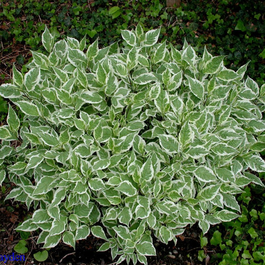 Дерен белый 'elegantissima'