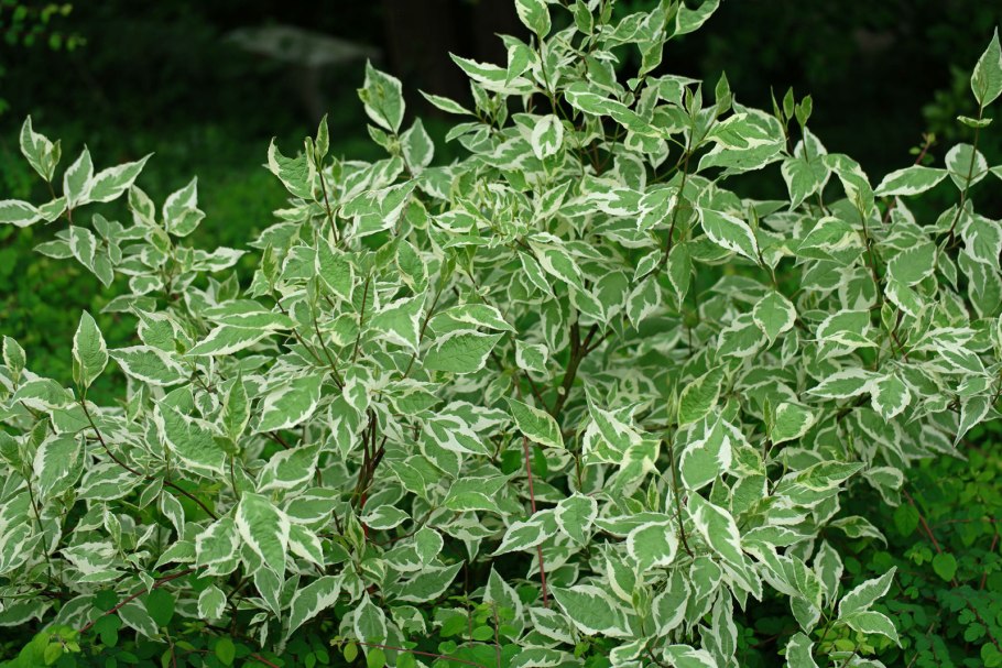 Дерен Элегантиссима