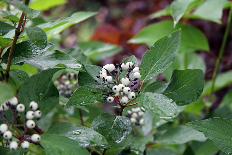 Дерен Альба Элегантиссима