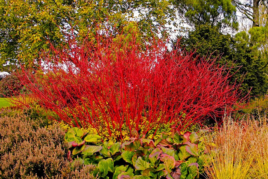 Дерен Cornus Alba Gouchaultii