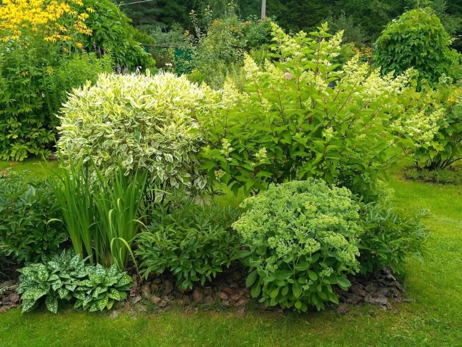 Дерен белый ауреа