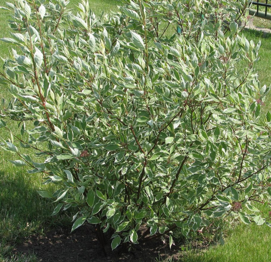 Cornus Alba sibirica variegata