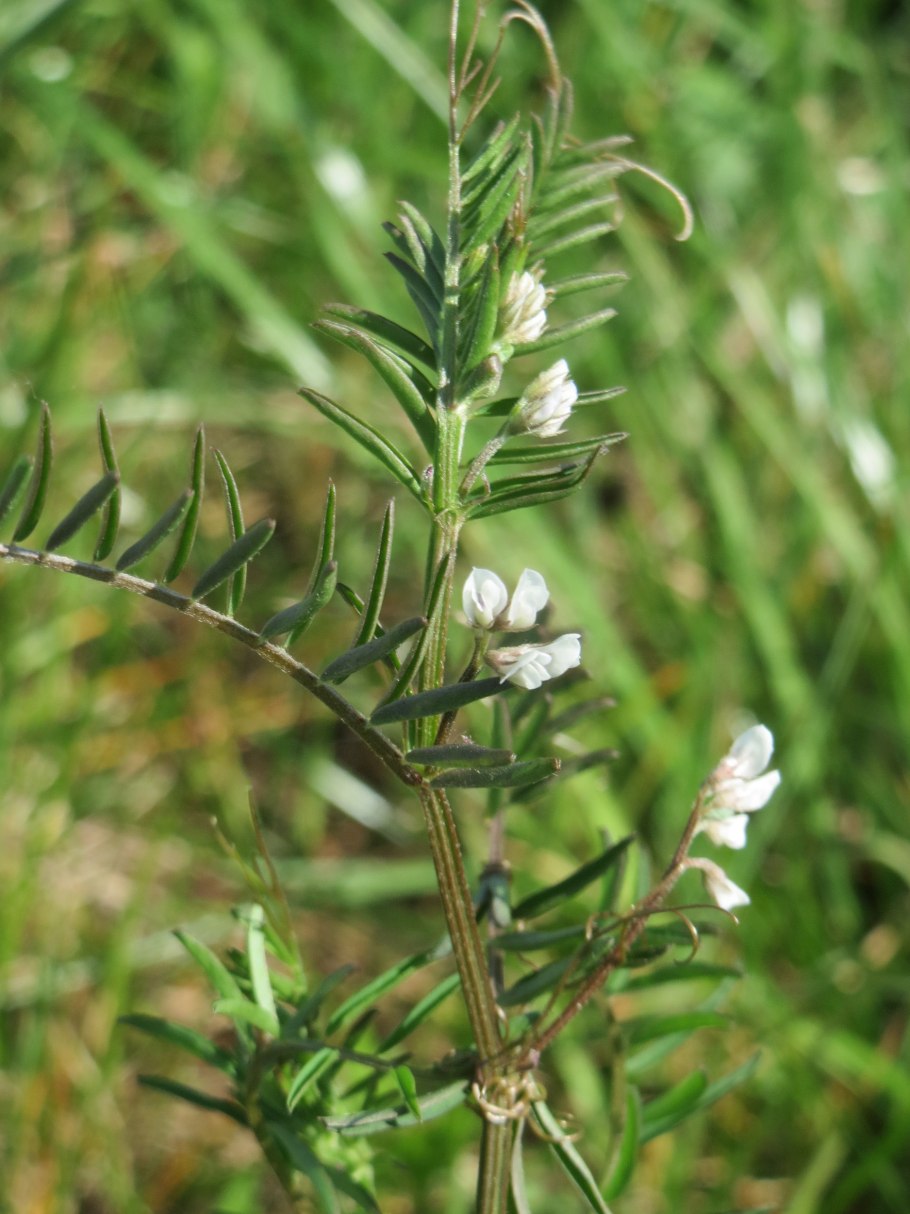Vicia hirsuta