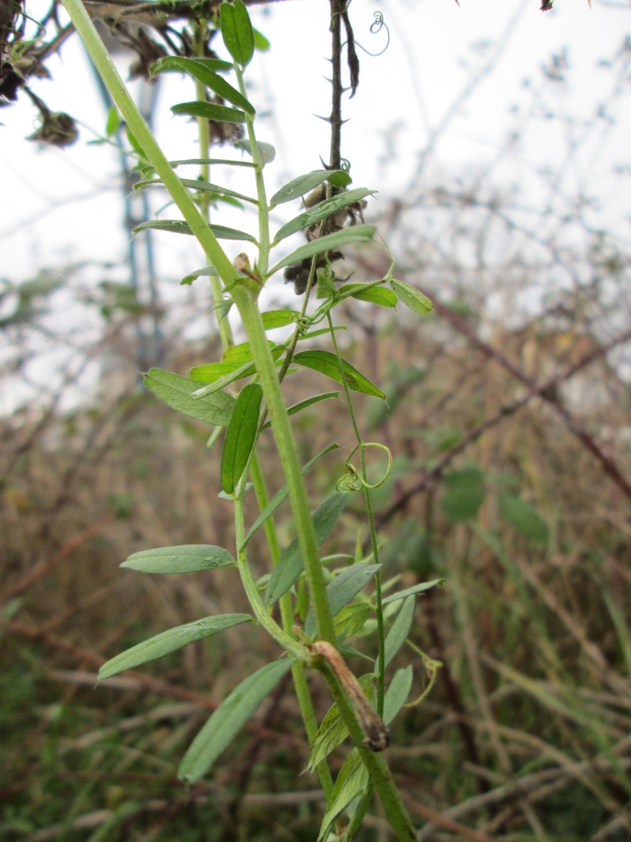 Vicia tetrasperma Micro