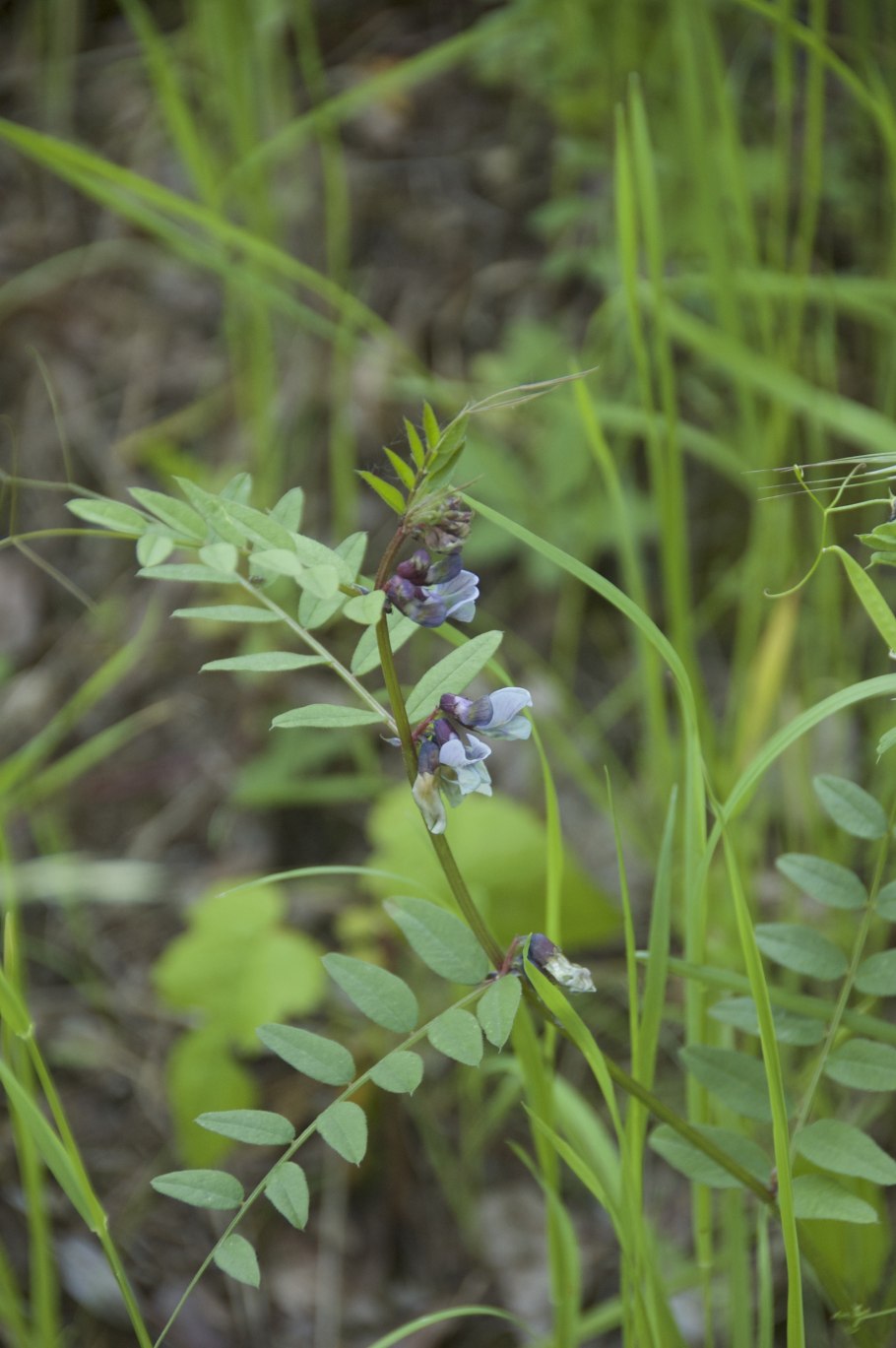 Vicia sepium – горошек заборный