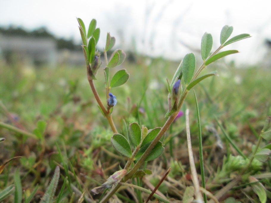 Vicia tetrasperma Illustrator
