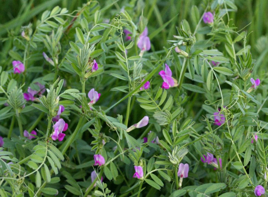 Vicia cracca