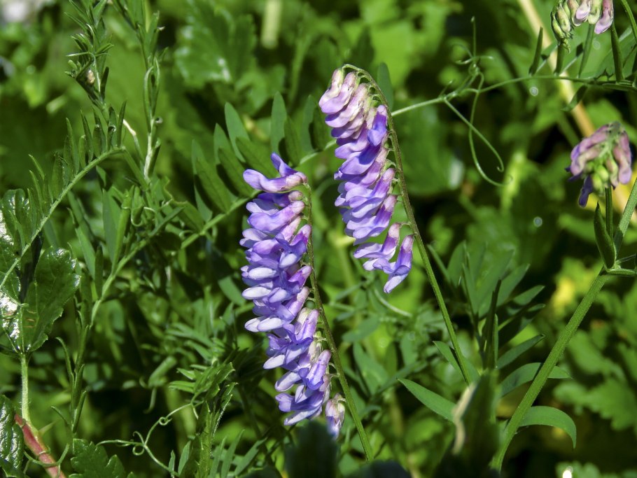 Vicia cracca