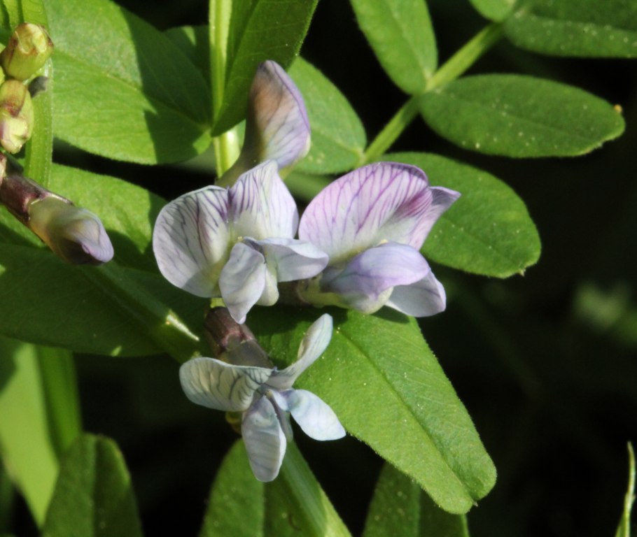 Vicia parviflora