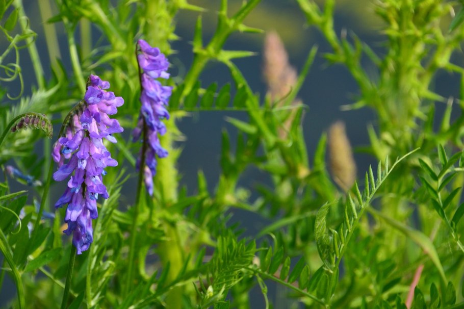 Горошек мышиный - Vicia cracca l. сем. Бобовые – Fabáceae