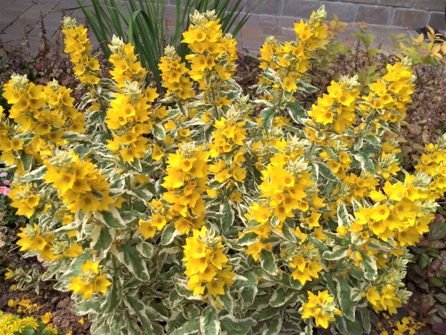 Вербейник Златовласка