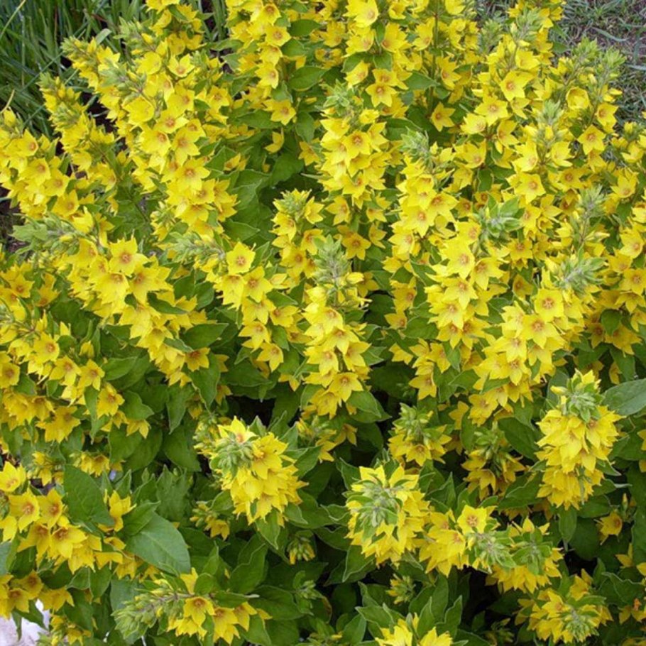 Вербейник златовласка