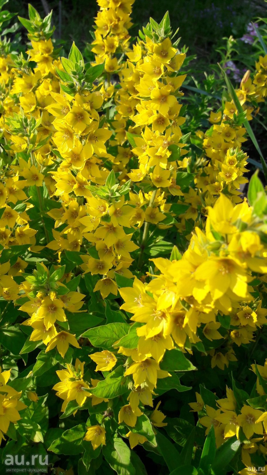 Вербейник Лизимахия