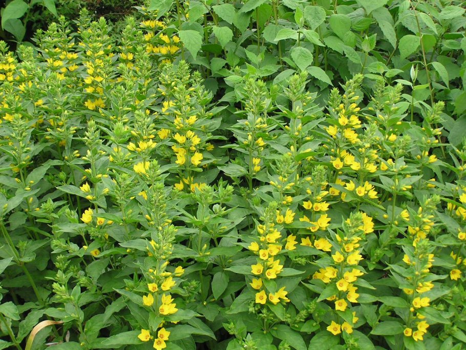 Вербейник монетчатый (Lysimachia nummularia "Aurea")