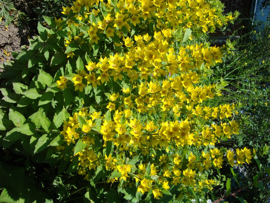 Вербейник lysimachia punctata