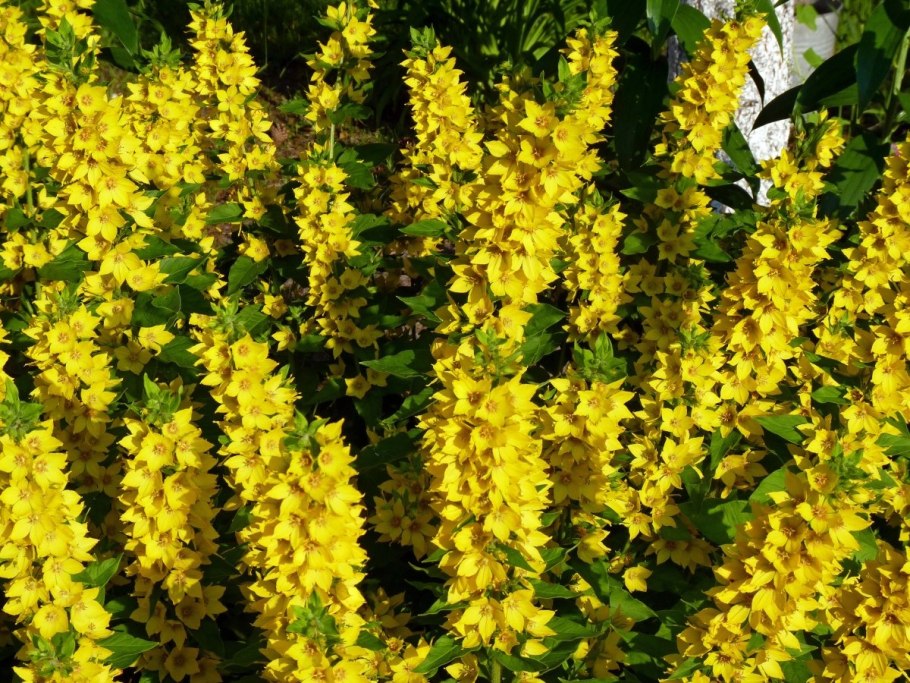 Вербейник Лизимахия