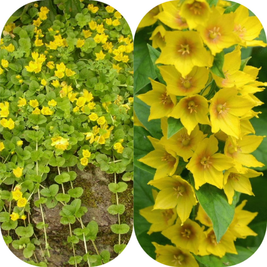 Вербейник монетчатый ампельный