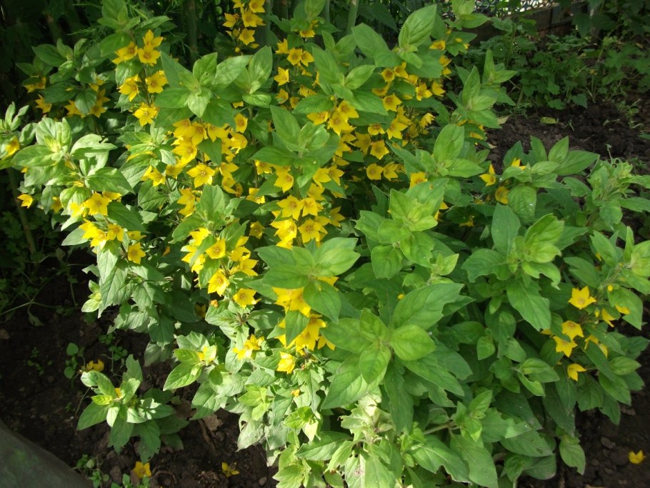 Вербейник реснитчатый firecracker