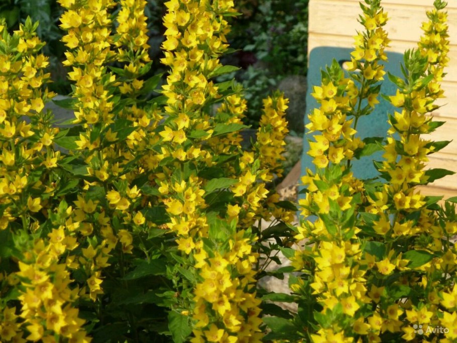 Вербейник обыкновенный