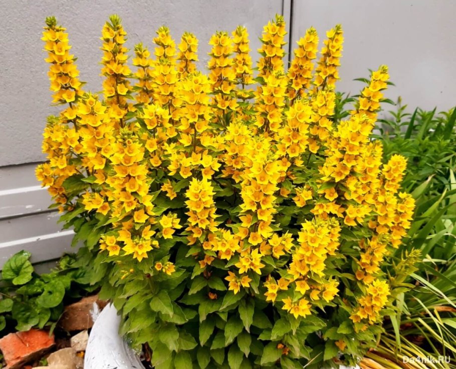Вербейник точечный (Lysimachia punctata)