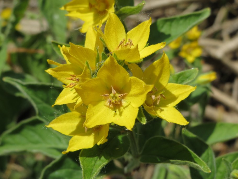 Лизимахия чатый8