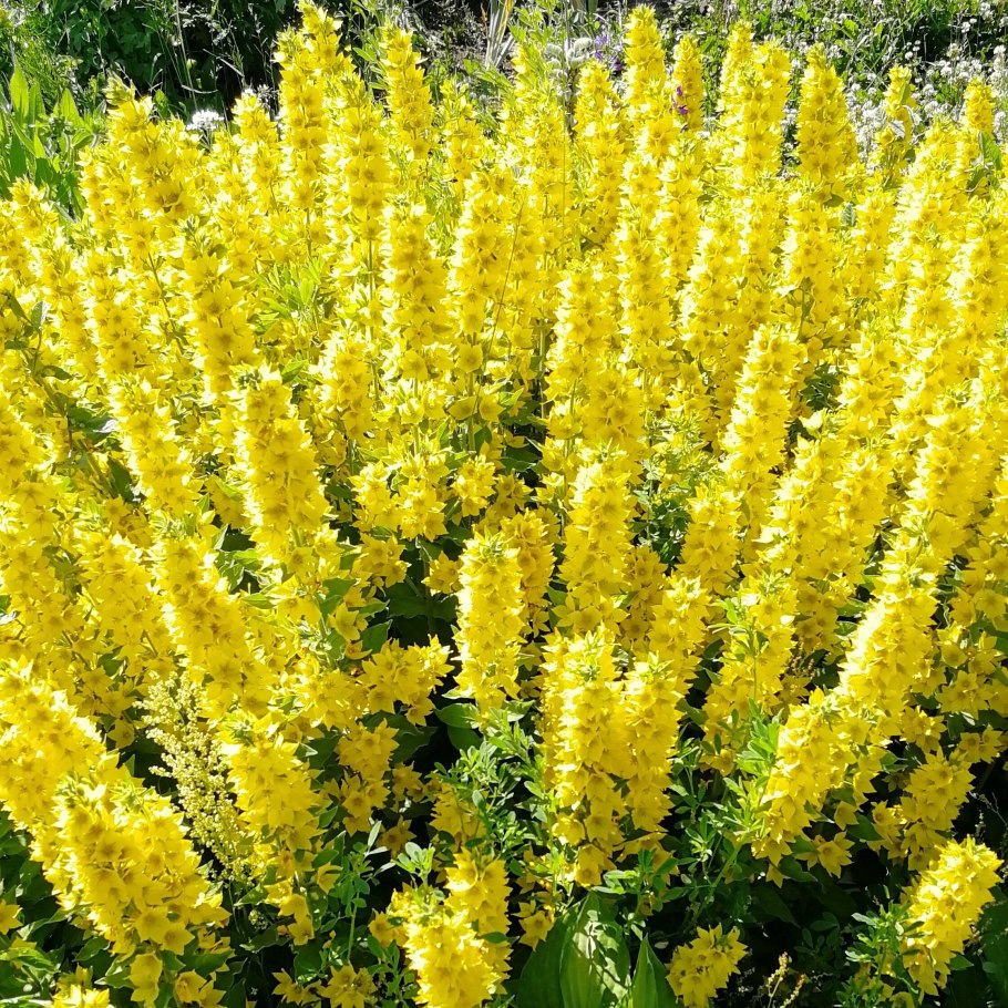 Вербейник желтый многолетник