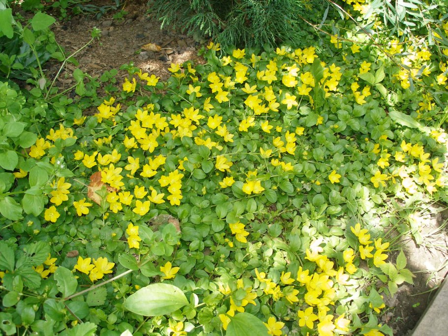 Лизимахия вербейник монетчатый
