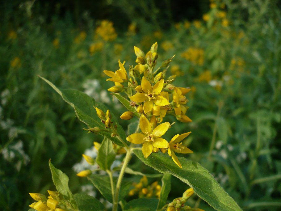 Вербейник обыкновенный